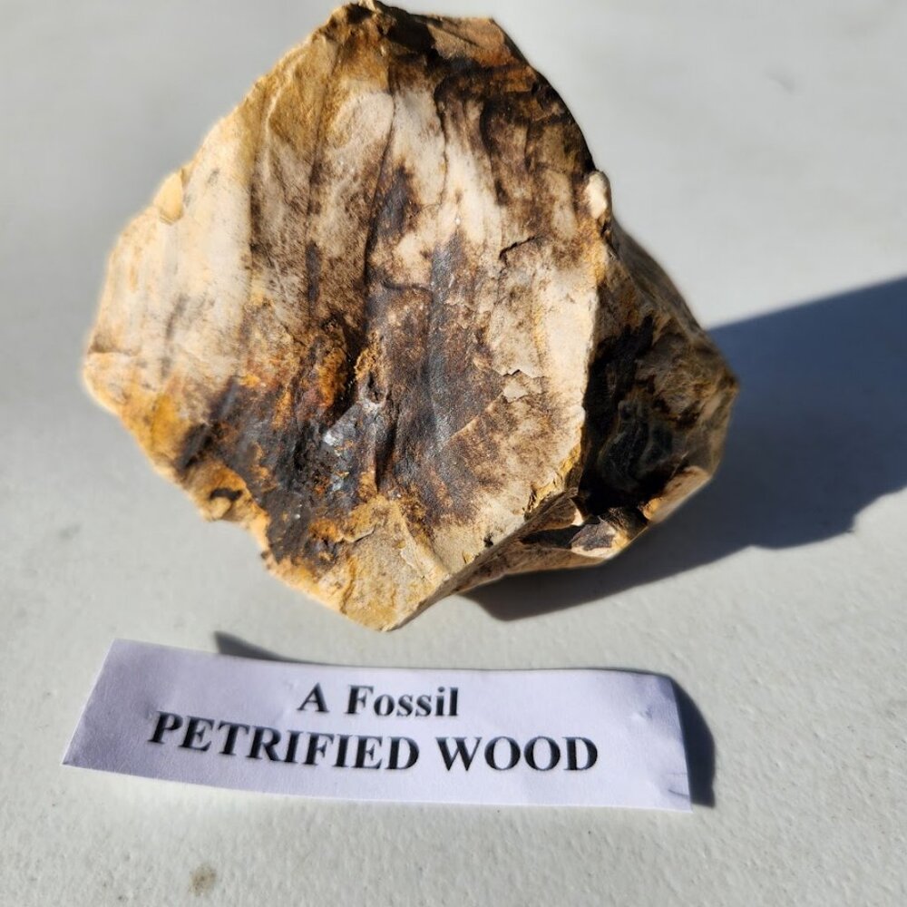 Petrified Wood Fossil Geology Gems Minerals Rocks Fossils Decor Natural Raw Geol